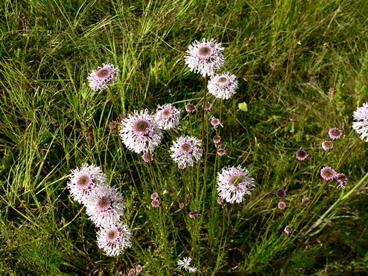 {Marshallia tenuifolia}